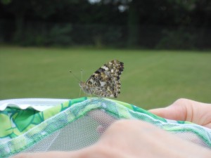 Butterflies released! 016